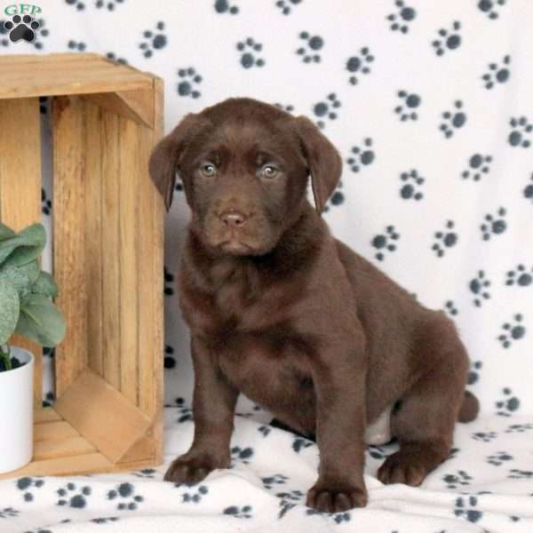 Jessie, Chocolate Labrador Retriever Puppy