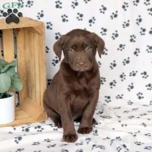 Jessie, Chocolate Labrador Retriever Puppy