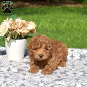 Jilly, Mini Goldendoodle Puppy