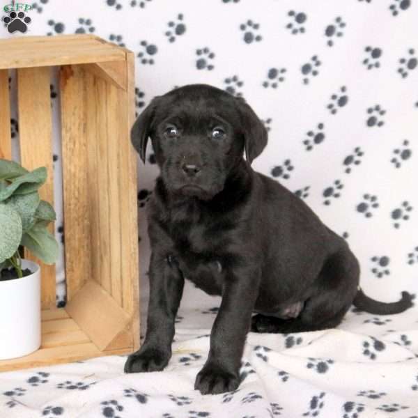 Joanne, Black Labrador Retriever Puppy