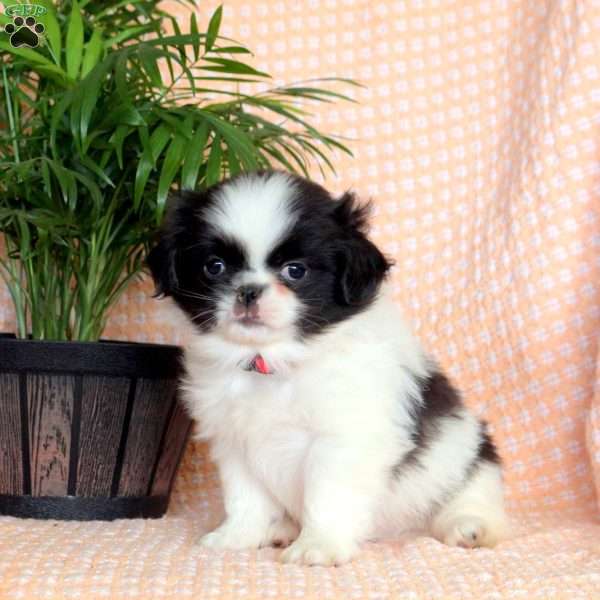 Joey, Japanese Chin Puppy