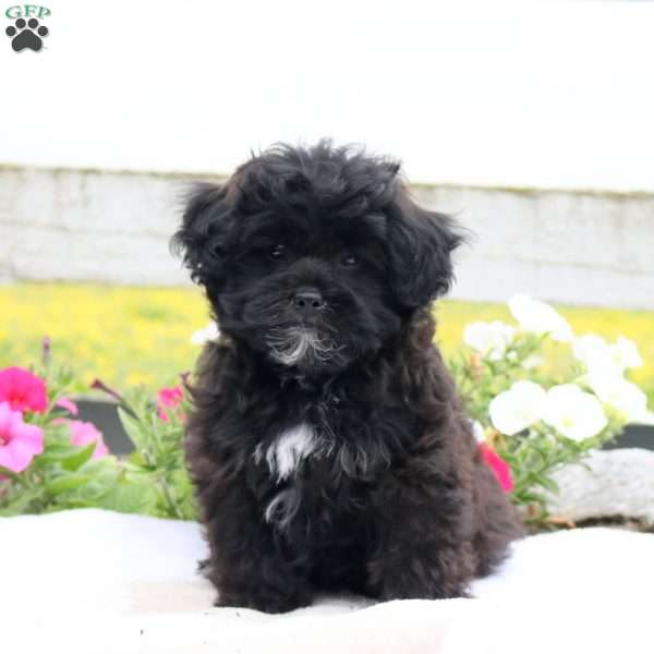 Jordan, Shih-Poo Puppy