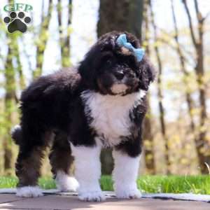 Josephine, Mini Bernedoodle Puppy