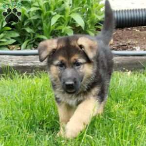 Josie, German Shepherd Puppy