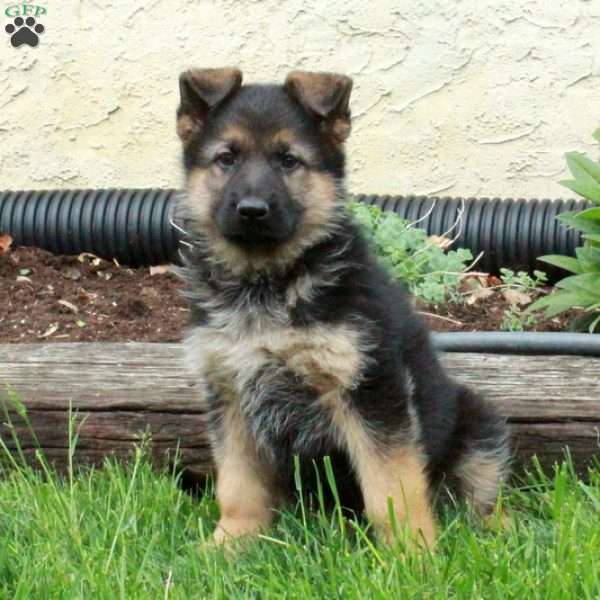 Joy, German Shepherd Puppy