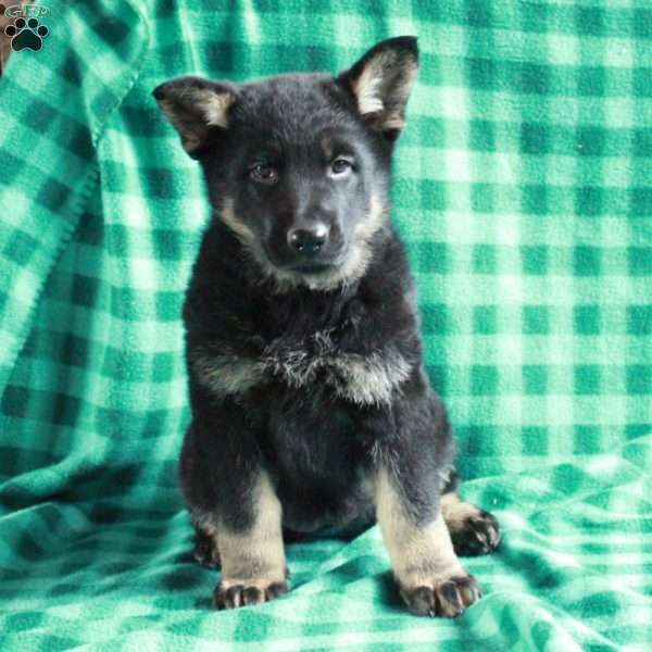 Julep, German Shepherd Puppy