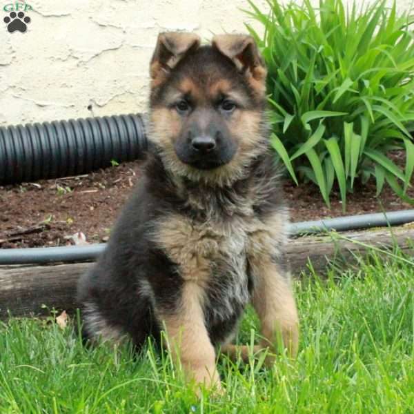 June, German Shepherd Puppy