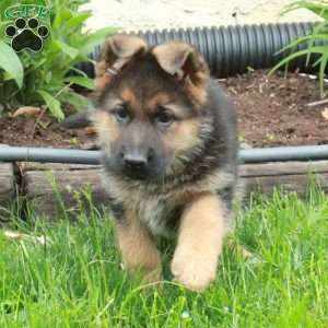 June, German Shepherd Puppy