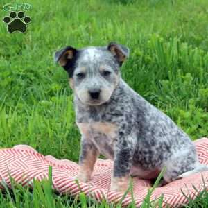 Junior, Blue Heeler – Australian Cattle Dog Puppy