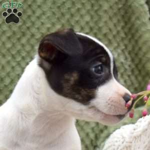 Kady, Jack Russell Terrier Puppy