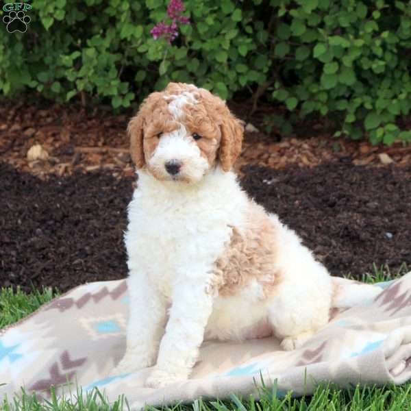 Kallie, Standard Poodle Puppy