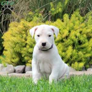 Kara, Dogo Argentino Puppy