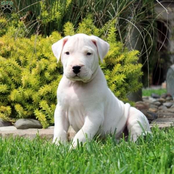 Kari, Dogo Argentino Puppy