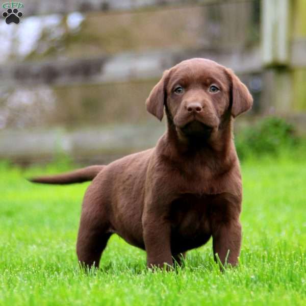Karla, Chocolate Labrador Retriever Puppy