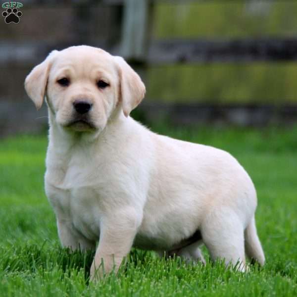 Karter, Yellow Labrador Retriever Puppy