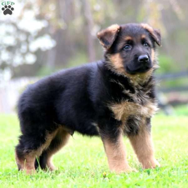 Karter, German Shepherd Puppy