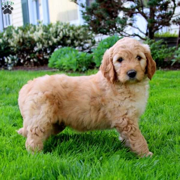 Karter, Goldendoodle Puppy