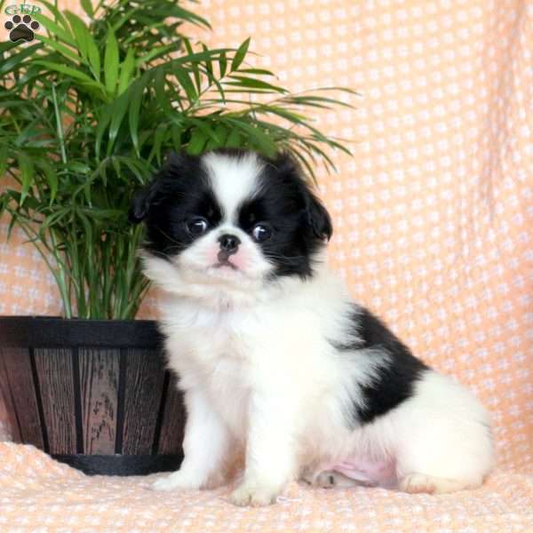 Kasper, Japanese Chin Puppy