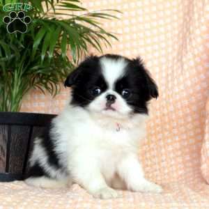 Kasper, Japanese Chin Puppy