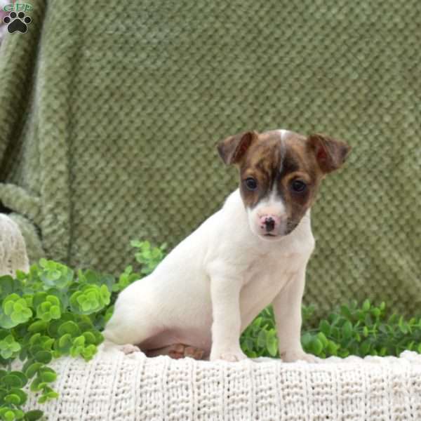 Katrina, Jack Russell Terrier Puppy