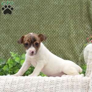 Katrina, Jack Russell Terrier Puppy