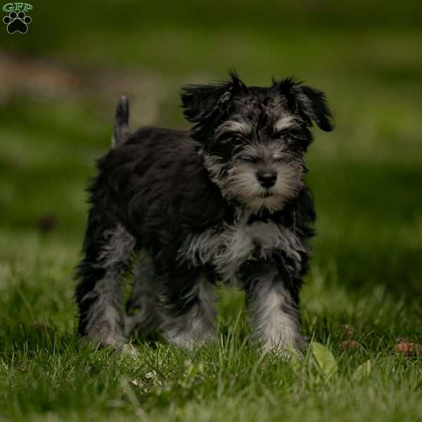 Kay, Miniature Schnauzer Puppy