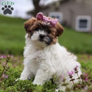 Kayla, Teddy Bear Puppy