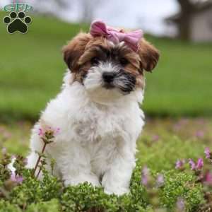 Kayla, Teddy Bear Puppy