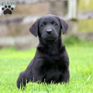 Kayson, Black Labrador Retriever Puppy