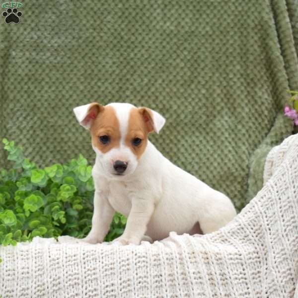 Keith, Jack Russell Terrier Puppy