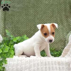 Keith, Jack Russell Terrier Puppy