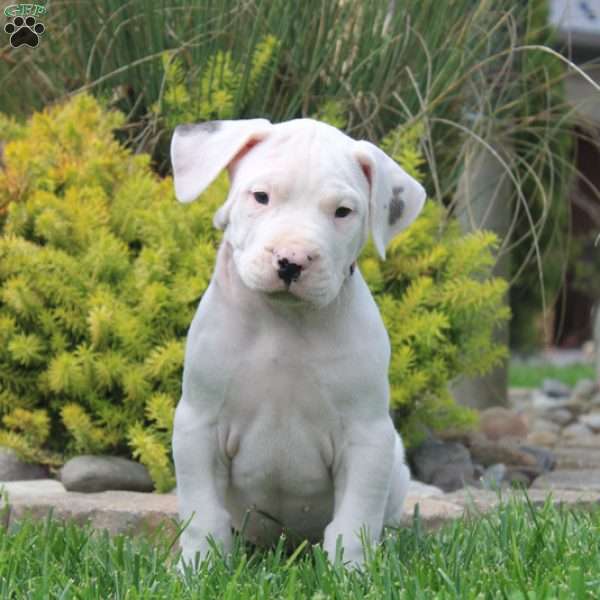 Kelly, Dogo Argentino Puppy