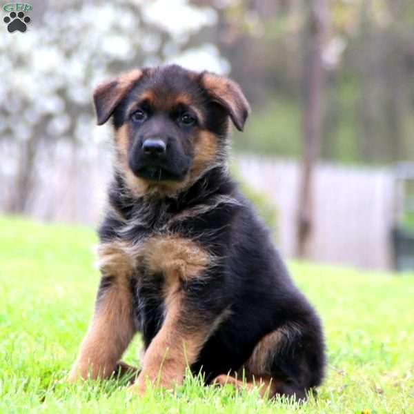 Kelsey, German Shepherd Puppy