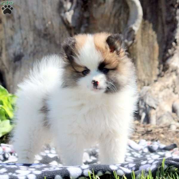 Ken, Pomeranian Puppy