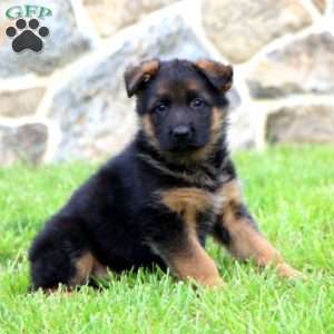 Kendi, German Shepherd Puppy