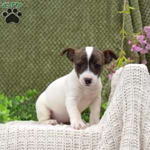 Kendra, Jack Russell Terrier Puppy
