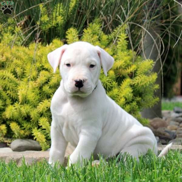 Kevin, Dogo Argentino Puppy