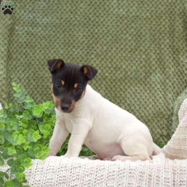 Kevin, Jack Russell Terrier Puppy