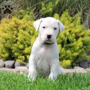 Kevin, Dogo Argentino Puppy