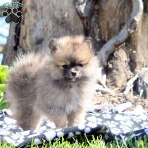 Kevin, Pomeranian Puppy