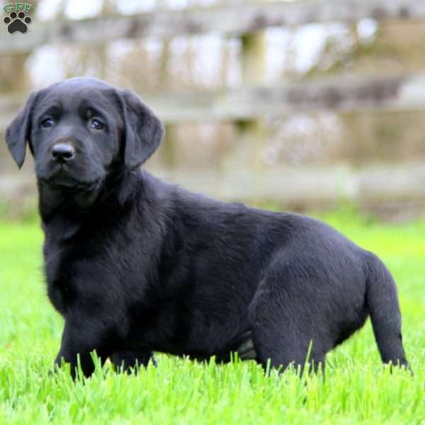 Kia, Black Labrador Retriever Puppy