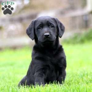 Kia, Black Labrador Retriever Puppy