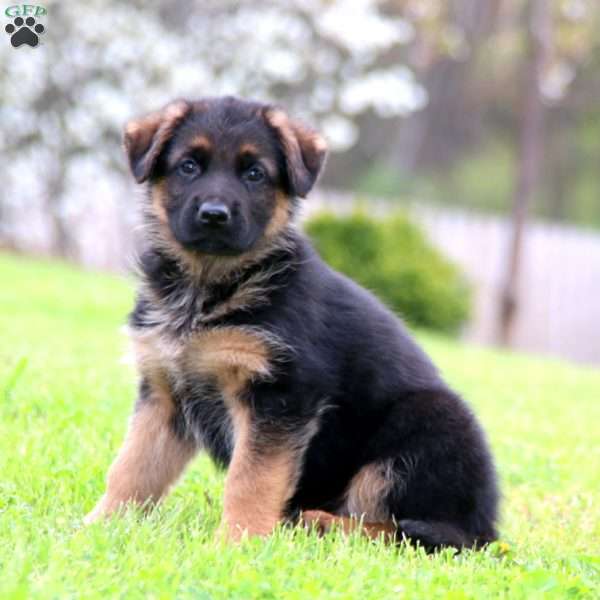 Kierra, German Shepherd Puppy