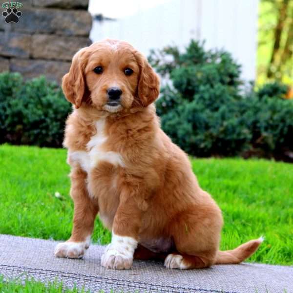 Kierra, Goldendoodle Puppy