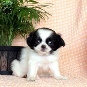 Kipper, Japanese Chin Puppy