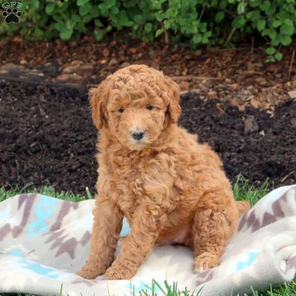 Kiri, Standard Poodle Puppy