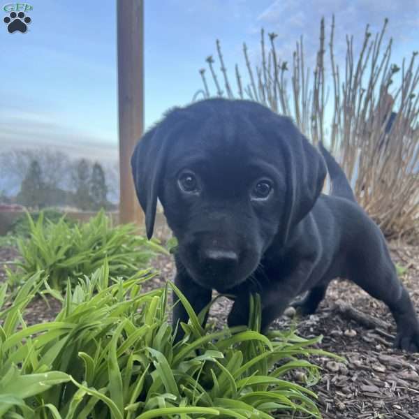 Knoxville (Knox), Black Labrador Retriever Puppy