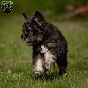 Kody, Miniature Schnauzer Puppy