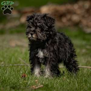 Kody, Miniature Schnauzer Puppy