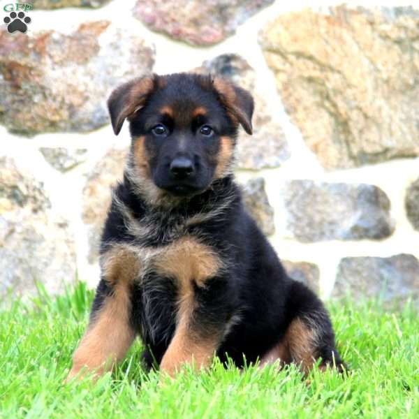 Kody, German Shepherd Puppy